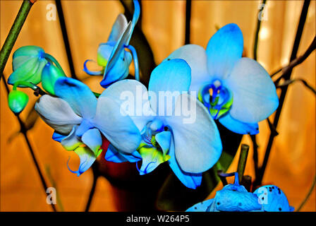 Blue orchids flowers background and wallpapers in top high quality prints