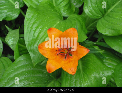 orange royal lily among lush green leaves after rain Stock Photo