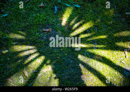 Abstract summer concept background of coconut tree reflection with vintage filter Stock Photo