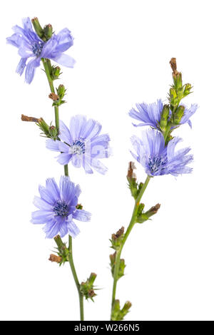 healing / medicinal plants: Common chicory (Cichorium intybus) - in front of white background Stock Photo