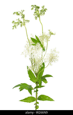 healing / medicinal plants: meadowsweet (Filipendula ulmaria) blossom and leafes on white background Stock Photo