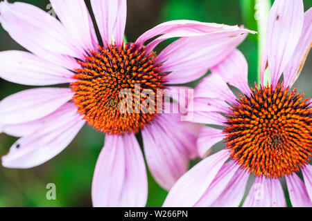 healing / medicinal plants: (Echinacea angustifolia) 2 flowers of Echinacea Stock Photo