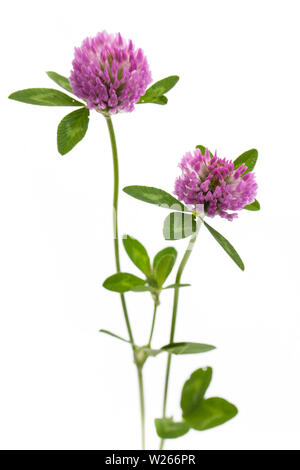 healing / medicinal plants: healing plants: Red clover (Trifolium pratense) standing in front of white background Stock Photo