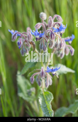 healing / medicinal plants: (Borago officinalis) Flowering borage in the meadow Stock Photo