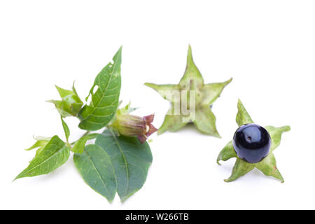 healing / medicinal plants: Belladonna (Belladonna) - blossom and berries on white background Stock Photo