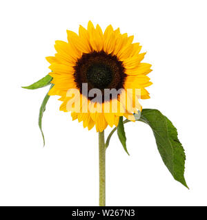 Close up front side of yellow blooming sunflower with leafs. Isolated on white background. Stock Photo