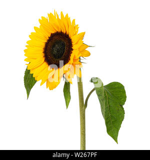 Close up front little bit turned view of yellow blooming sunflower with leafs. Isolated on white background. Stock Photo