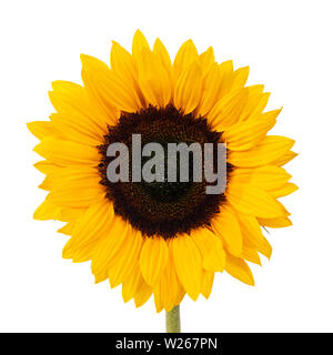 Close up front side of yellow blooming sunflower without leafs. Isolated on white background. Stock Photo