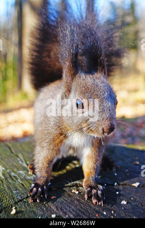 A squirrel with black fluffy fur sits on an old stump and eats nuts on a sunny day Stock Photo