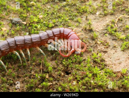 Smalle Red Centipede, Otostigmus, Chilopoda, Stock Photo