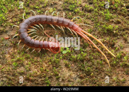 Smalle Red Centipede, Otostigmus, Chilopoda, Stock Photo