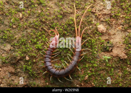 Smalle Red Centipede, Otostigmus, Chilopoda, Stock Photo