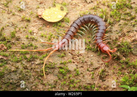 Smalle Red Centipede, Otostigmus, Chilopoda, Stock Photo