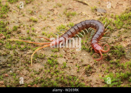 Smalle Red Centipede, Otostigmus, Chilopoda, Stock Photo