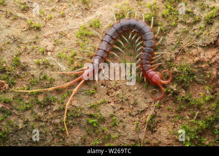 Smalle Red Centipede, Otostigmus, Chilopoda, Stock Photo