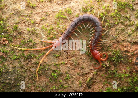 Smalle Red Centipede, Otostigmus, Chilopoda, Stock Photo