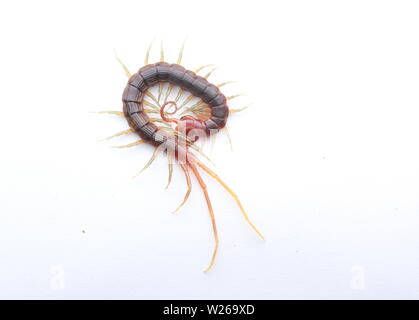 Smalle Red Centipede, Otostigmus, Chilopoda, Stock Photo