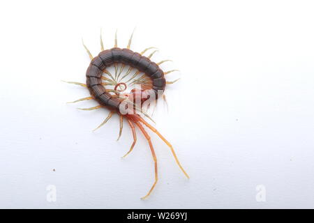 Smalle Red Centipede, Otostigmus, Chilopoda, Stock Photo