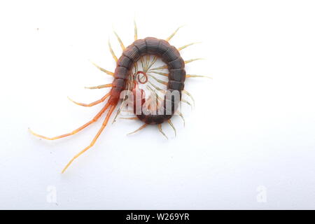 Smalle Red Centipede, Otostigmus, Chilopoda, Stock Photo