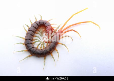 Smalle Red Centipede, Otostigmus, Chilopoda, Stock Photo