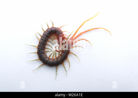 Smalle Red Centipede, Otostigmus, Chilopoda, Stock Photo