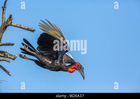 Southern Ground Hornbill flying isolated in blue sky in Kruger National park, South Africa ; Specie Bucorvus leadbeateri family of Bucerotidae Stock Photo