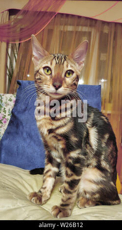 Photo of a purebred bengal cat with a beautiful pattern on the face and wool sitting and looking forward Stock Photo