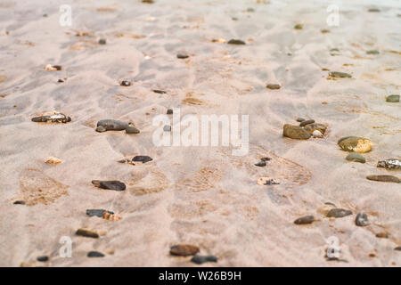 Sea shells on the sandy beach. Sea shells and stones on the sea yellow beach. Stock Photo