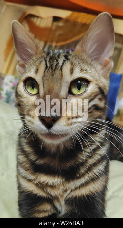 Photo of a purebred bengal cat with a beautiful pattern on the face and wool sitting and looking forward Stock Photo