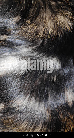 Macro photo of a thoroughbred wool Bengal cat with a beautiful pattern and glitter close-up Stock Photo