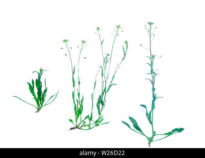 Capsella bursa-pastoris isolated on white background. Stock Photo