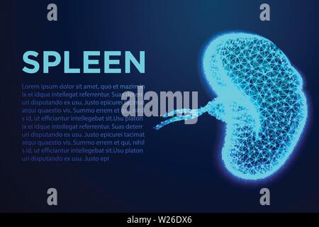 Spleen, Human Anatomy. Abstract low poly wireframe designs. From connecting dot and line. Vector Illustration Stock Vector