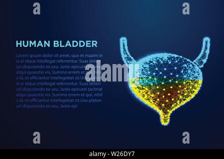 Human Bladder, Human anatomy, Abstract low poly wireframe designs. From connecting dot and line. Vector Illustration Stock Vector