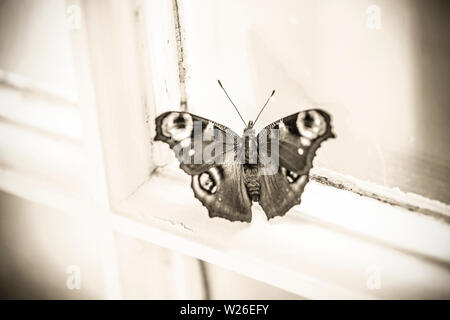 A single captive-bred Peacock butterflies, Aglais io, that has recently emerged from its chrysalis resting on a window ledge before being released. Bl Stock Photo