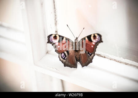 A single captive-bred Peacock butterflies, Aglais io, that has recently emerged from its chrysalis resting on a window ledge before being released. De Stock Photo