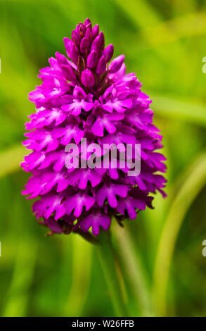 The distinctive deep pinks and purples of the Pyramidal Orchid is a common sight in coastal areas of northern UK but is more widspread in the south. Stock Photo