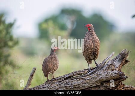 Couple of Swainson's Spurfowl perched on log in Kruger National park, South Africa ; Specie Pternistis swainsonii family of Phasianidae Stock Photo