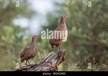 Couple of Swainson's Spurfowl perched on log in Kruger National park, South Africa ; Specie Pternistis swainsonii family of Phasianidae Stock Photo
