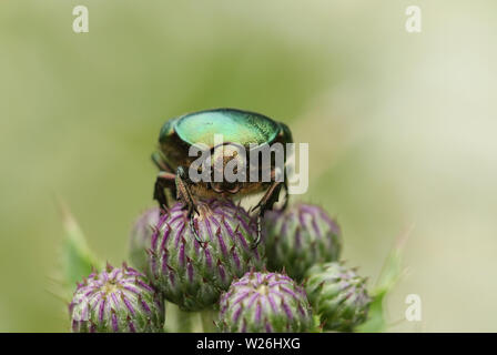 A pretty Rose Chafer or the Green rose Chafer Beetle, Cetonia aurata, perching on thistle flowers. Stock Photo