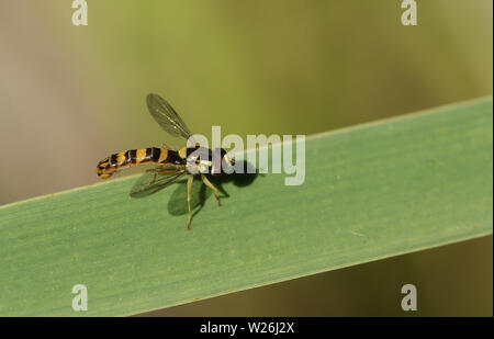 A beautiful Long Hoverfly, Sphaerophoria scripta, perching on a reed at the edge of a pond in the UK. Stock Photo