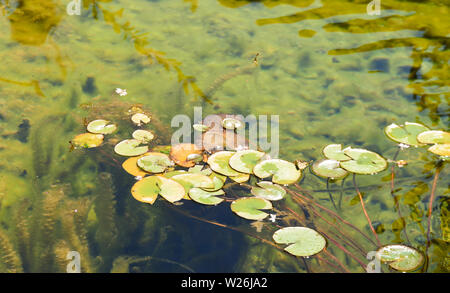 A pile of multi colored and multi sized lily pads floating on calm water in daylight Stock Photo