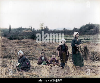 [ 1890s Japan - Japanese Farmers Harvesting Rice ] —   A mother and her children working in the field.  19th century vintage albumen photograph. Stock Photo