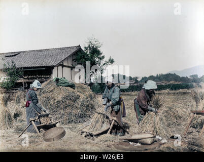 [ 1890s Japan - Japanese Farmers Threshing Rice ] —   Women threshing rice with a treading machine in the field.  19th century vintage albumen photograph. Stock Photo