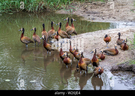 Small group of White faced Whistling-Duck on riverside in Kruger National park, South Africa ; Specie Dendrocygna viduata family of Anatidae Stock Photo