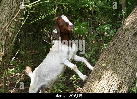 ANN ARBOR, MI/USA - JUNE 19, 2019: A goat being used at Gallup Park to clear plants as part of the Goats at Gallup program feeds on a plant. Stock Photo