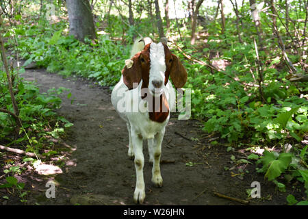 ANN ARBOR, MI/USA - JUNE 19, 2019: A goat being used at Gallup Park to clear plants as part of the Goats at Gallup program stops for a visit. Stock Photo
