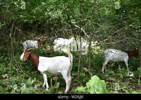 ANN ARBOR, MI/USA - JUNE 19, 2019: Goats being used at Gallup Park to clear plants as part of the Goats at Gallup program feed on plants. Stock Photo
