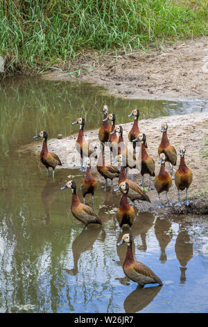 Small group of White faced Whistling-Duck on riverside in Kruger National park, South Africa ; Specie Dendrocygna viduata family of Anatidae Stock Photo