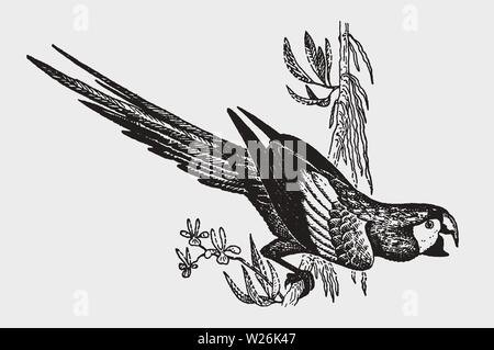 Red-and-green or green-winged macaw (ara chloropterus) sitting on a branch. Illustration after a historic engraving from the early 20th century Stock Vector