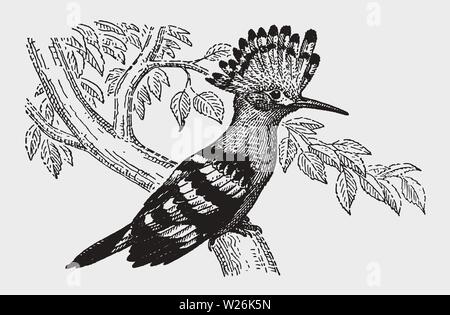 Eurasian hoopoe (upupa epops) sitting on a branch. Illustration after a historic engraving from the early 20th century. Editable in layers Stock Vector
